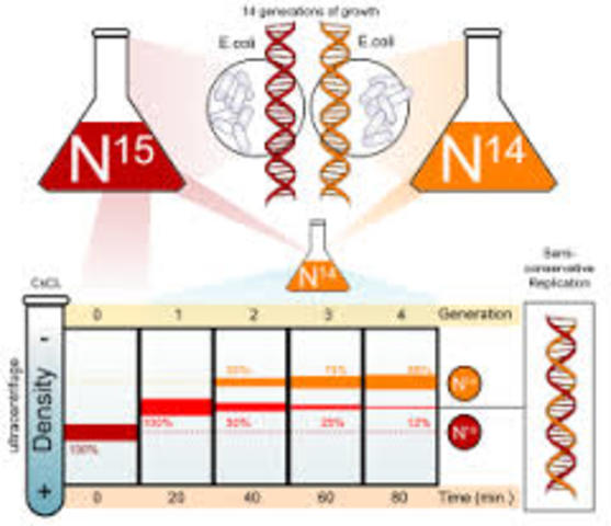Meselson and Stahl work with DNA replication