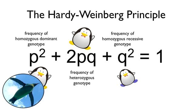 Hardy and Weinberg independently develop the Hardy-Weinberg equation for determining allele frequencies in populations - 1908