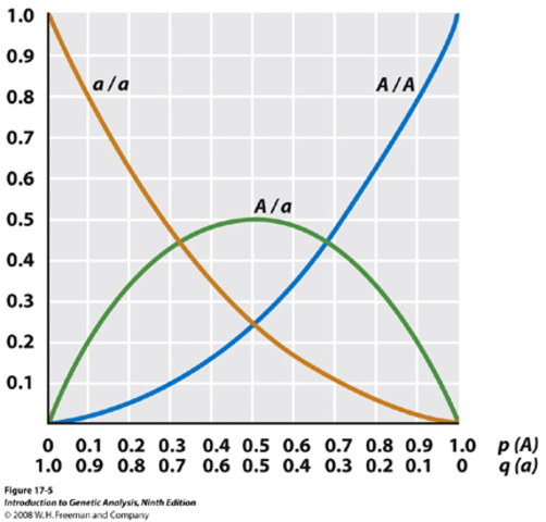 Hardy and Weinberg independently develop the Hardy-Weinberg equation for determining