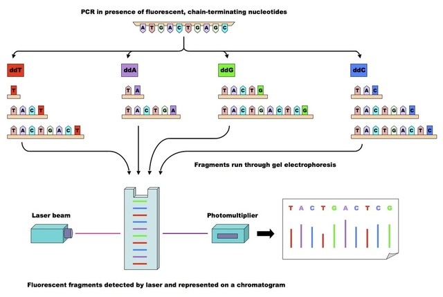 The Sanger Technique