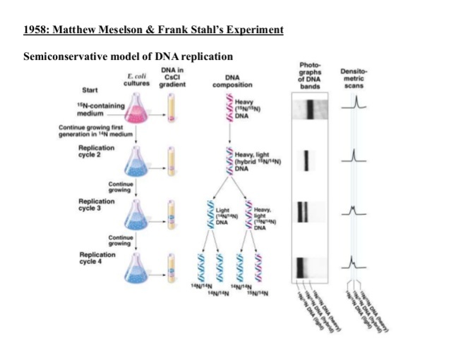 Meselson and Stahl work with DNA replication
