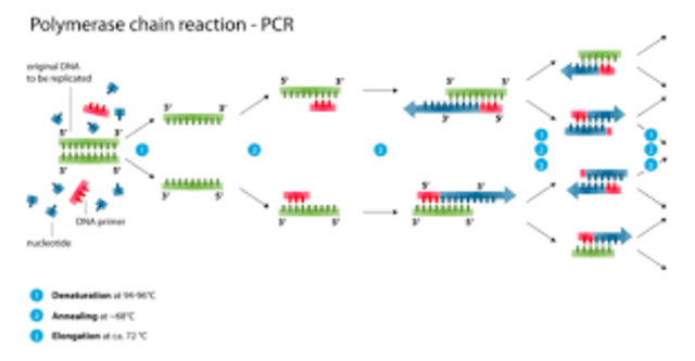 Kary Mullis develops Polymerase Chain Reaction           http://siarchives.si.edu/research/videohistory_catalog9577.html