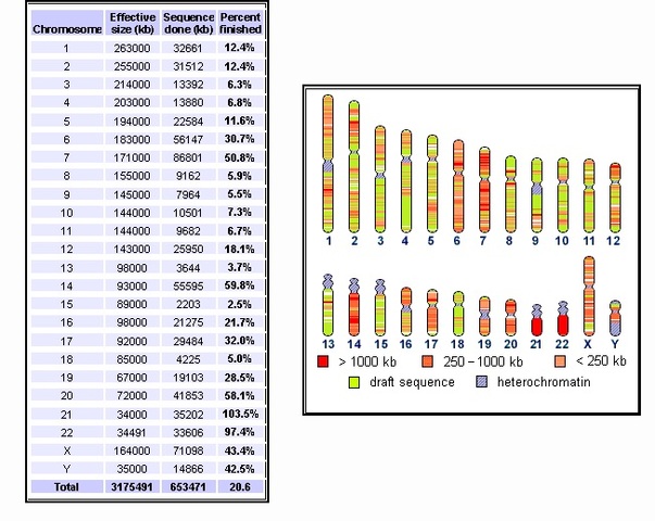 Human genome sequenced