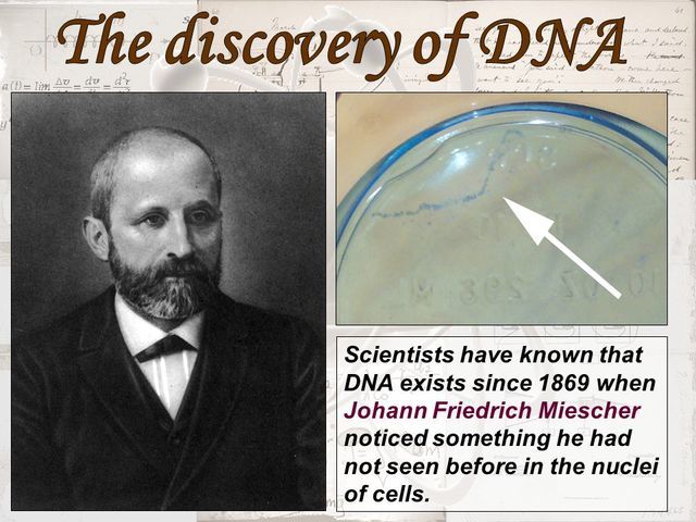 discovers DNA