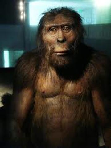 Australopithecus