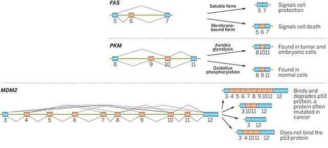 Spliceosomes were discovered and described