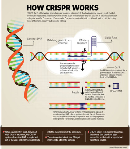 CRISPr/CAS 9 is identified and described