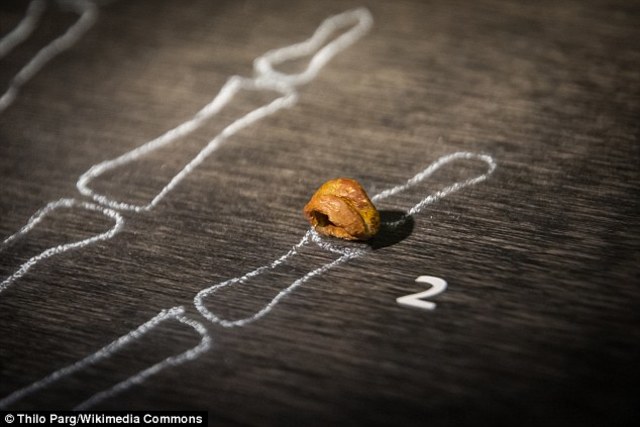 Homo denisova fossil discovered