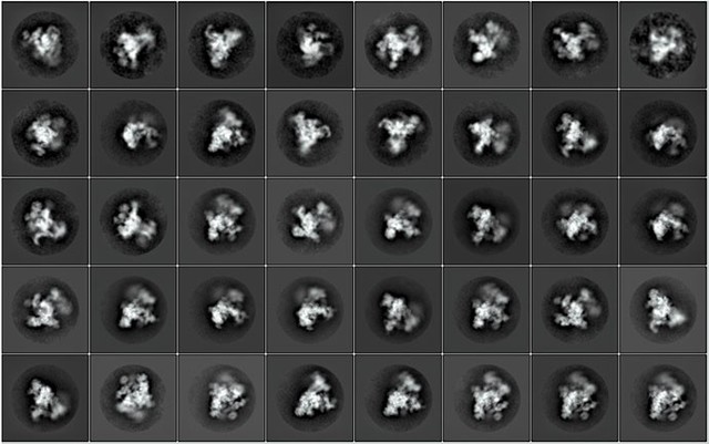Spliceosomes were discovered and described
