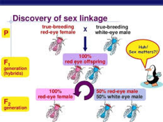 T. Hunt Morgan discovers sex-linkage