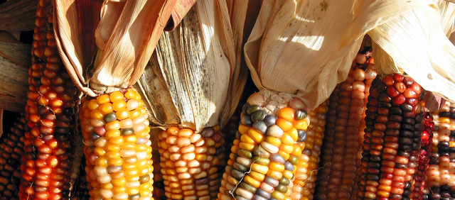 colonizaciones orientales