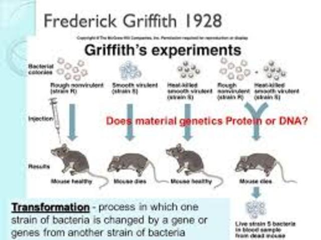 Frederick Griffith describes the process of transformation