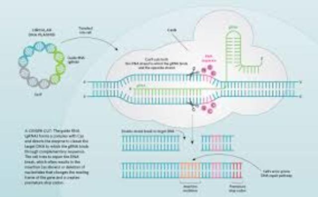 CRISPr/CAS 9 is identified and described