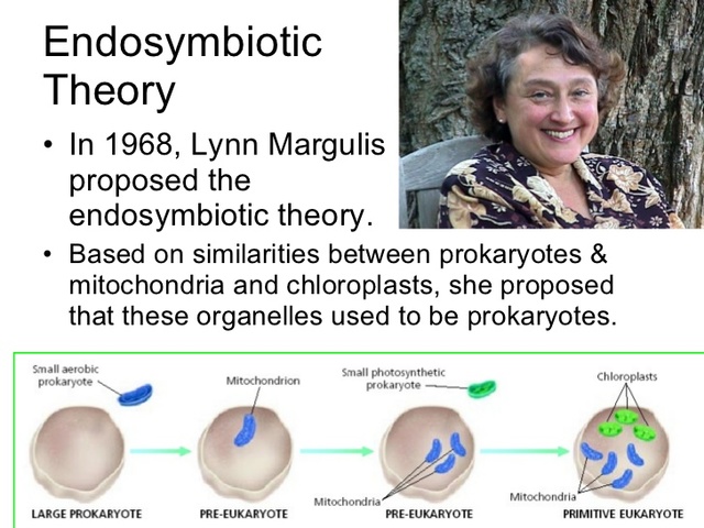 Endosymbiosis is described by Lynn Margulis