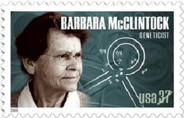 Barbara McClintock describes transposons
