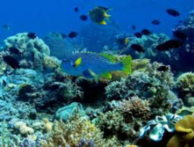 The Bahamas banned fishing on its coral reefs.