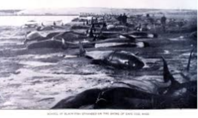 About a dozen whales became stranded on 2 Bahama beaches one day after a US Navy exercise propagated loud noises through the waters of the region. 5 of the whales died. In 2001 testing confirmed that Navy sonar caused the whales to beach themselves.