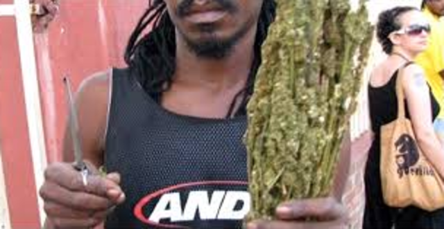 Police in the Bahamas said they have discovered 75,000 marijuana plants with an estimated value of $7.5 million in a rural area on eastern Grand Bahama island.