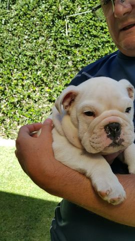 My dog,Chester, came to my house