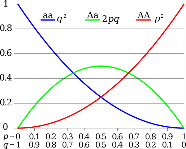 Hardy and Weinberg independently developed the Hardy-Weinberg equation for determining