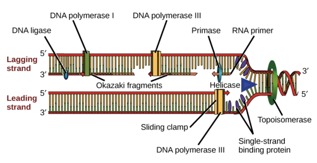 Meselson and Stahl work with DNA replication