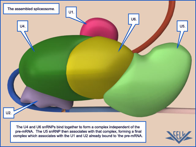 Spliceosomes were discovered and described