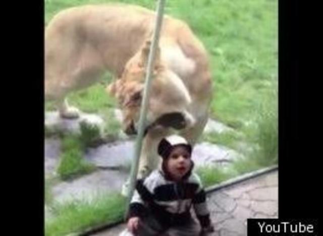 freand eaten by lion