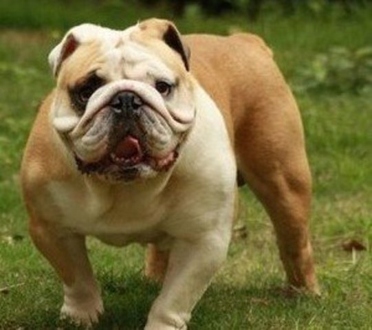 BULLDOG INGLES
