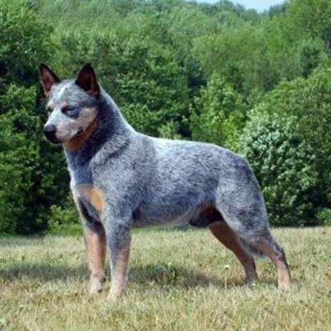 PASTOR GANADERO AUSTRALIANO