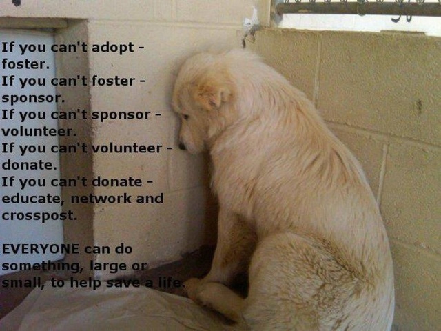 "Disposable Animals"