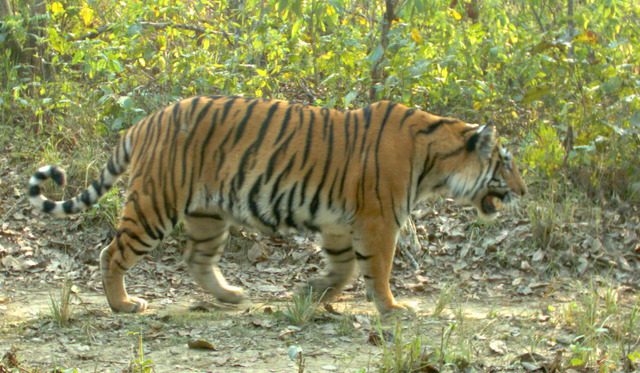 Chitwan Sanctuary Tiger Population Study