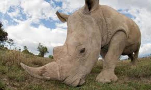 Conservation efforts for the African Rhino paying off