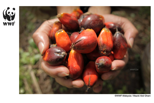 Oil Palm Proposal
