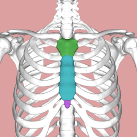 Sternum