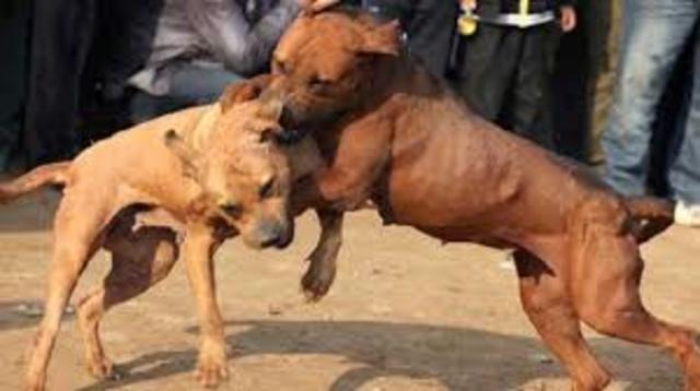 Dog Fighting illegal