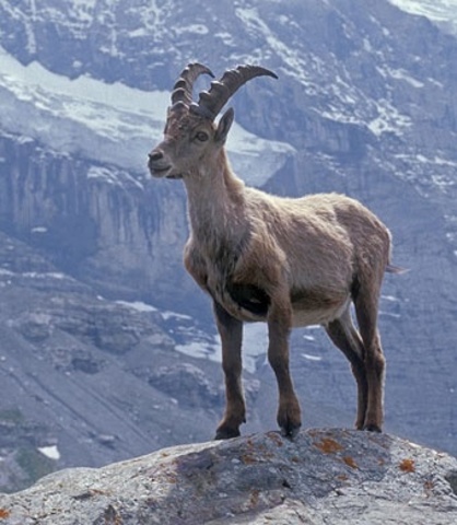 Pyrenean Ibex