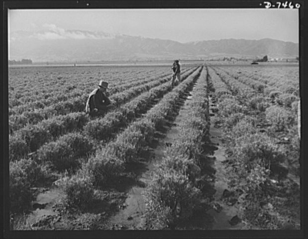Les Juifs ne peuvent pas posséder la terre agricole