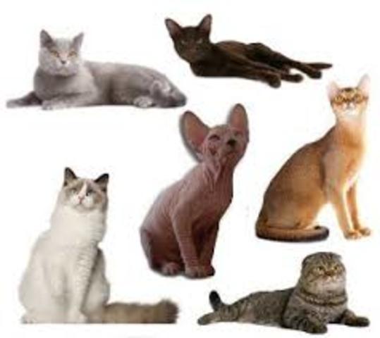 Razas mas importantes de los gatos