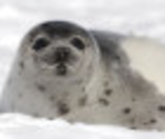 Major Advancements in Farm Animal Protection