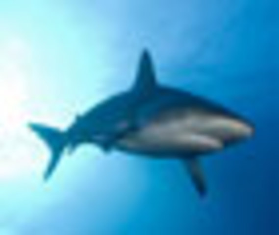 Accomplishments for Seals