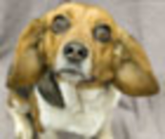 Petland: The HSUS Investigations