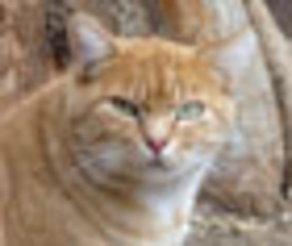 Saving the San Nicolas Island Cats