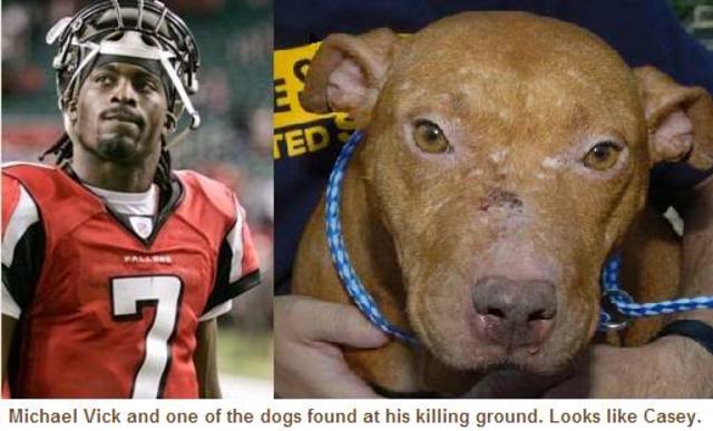 Petition for Animals