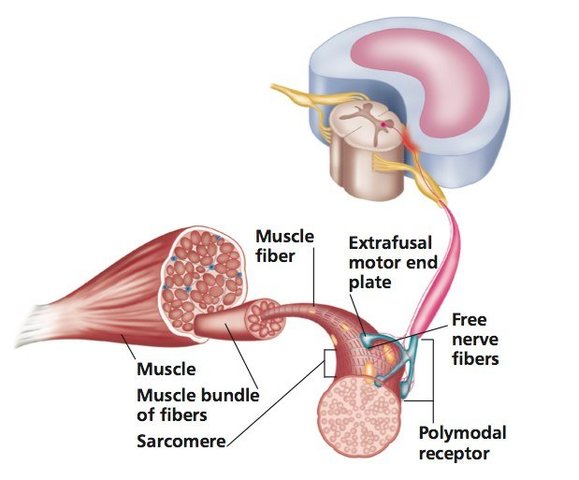 When Myofascial Trigger Points and Central Sensitization were founded