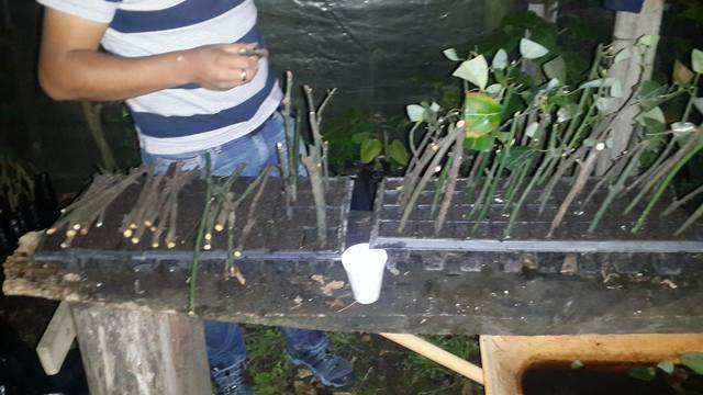 COLOCACIÓN  DE SUSTRATO EN LAS BANDEJAS