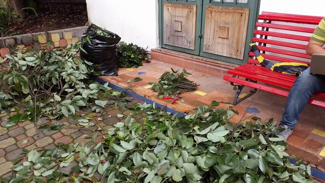 RECOLECCIÓN DE LAS ESTACAS DE ALCANFOR.