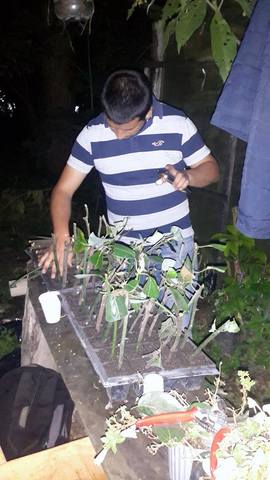 LAS ESTACAS COLOCADAS EN LAS BANDEJAS.