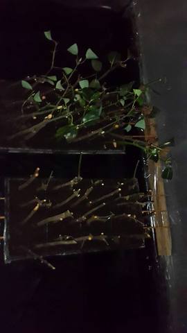 BANDEJAS DENTRO LE CÁMARA HÚMEDA.