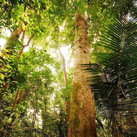Cambio de biomasa forestal y otras reservas leñosas