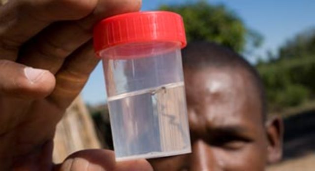 Anti Malaria Program